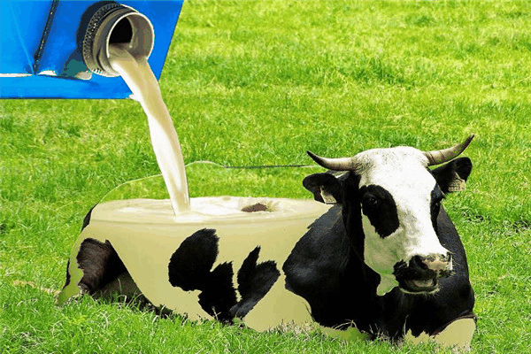 百富露水牛奶加盟费多少钱